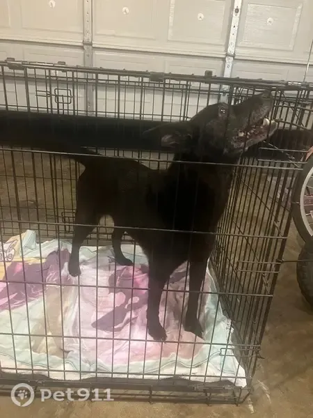 Found dog, South Pine Street, 1306, Cabot - female, black fur, white around face - photo
