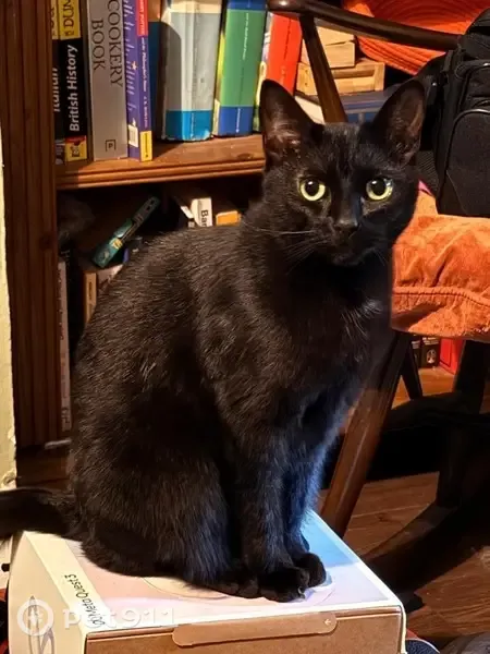 Lost cat, Belmont Road, 17, Wallington — small black female cat, very vocal and friendly - photo