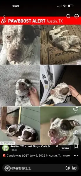 Lost dog, Farm to Market 969, 8709, Austin - male - photo