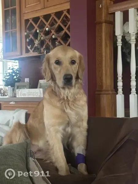 Lost dog, Bailey Road, 1506, Cowlesville, Arlington - female light golden retriever - photo