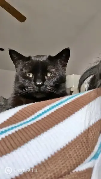 Lost cat, Duane Court, 2, Middlebury - female, friendly, small - photo