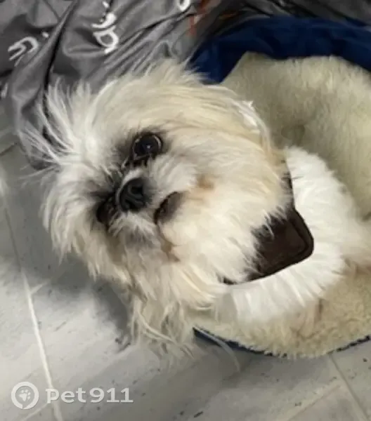 Lost dog, West 12th Street, 403, Chicago Heights — male, small fluffy Shih Tzu - photo