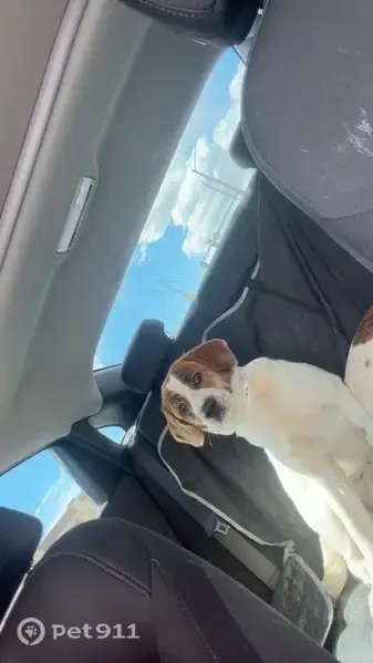 Lost dog, Thornton, Colorado - white with a mostly brown face and brown spots - photo
