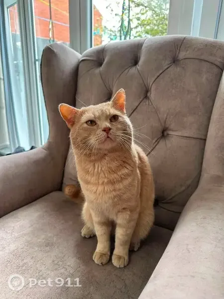 Lost cat, Leaf Road, Houghton Regis, London - male - photo