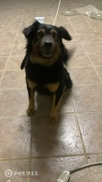 Encontrado cachorro macho preto e marrom, Rua Domiciano Rossi, 246 - photo