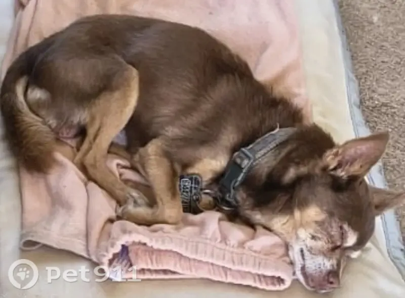 Perdido perro macho en Culhuacan, 8127, Chihuahua, Chihuahua - no escucha y no ve bien - photo