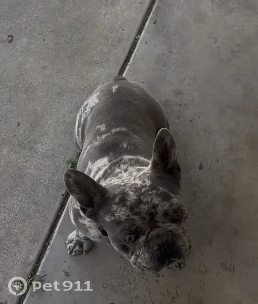 Lost dog, Alessandro Avenue North, 22585, San Jacinto - male, merle, very scared of fireworks - photo