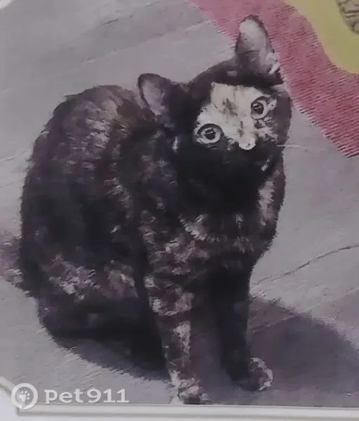 Perdido gato hembra, Carrer de Gayarre, 52, Barcelona - ojos verdes - photo