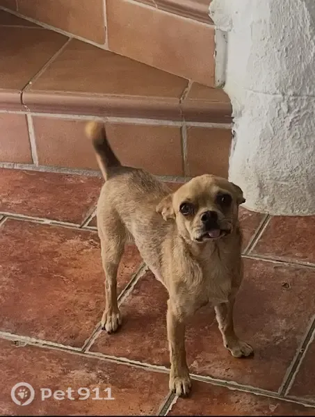 Perro perdido macho, Desconocido, 1, Coín, Alhaurin el Grande - marrón y amigable - photo