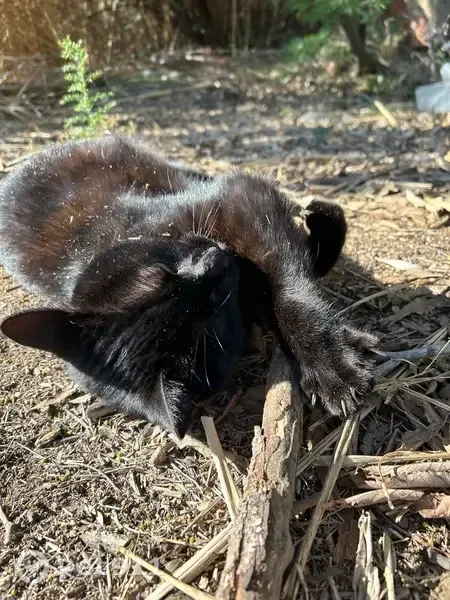 Chat perdu mâle, Ille-sur-Têt - queue cassée et yeux verts - photo