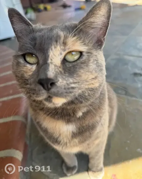 Lost cat, Painted Rock Drive, 2425, Santa Clara - female, grey with tan patches - photo