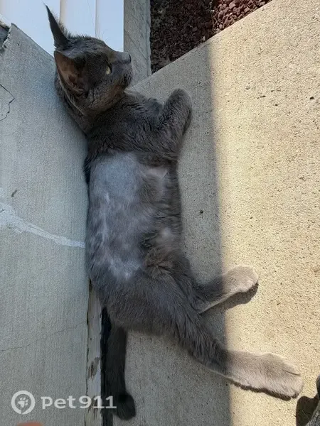 Found cat, South 33rd Street, 3669, Greenfield — shy, friendly cat with a black-tipped nose - photo