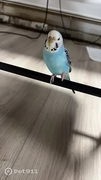 Lost bird, Frier Street, 16, Moncton — female small blue budgie - photo