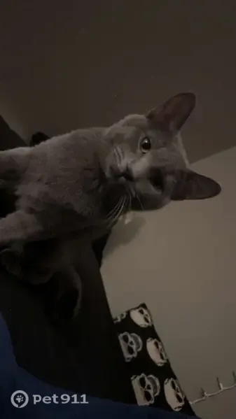 Lost cat, Westview Drive, 2112, Hastings - male, grey, yellow eyes - photo