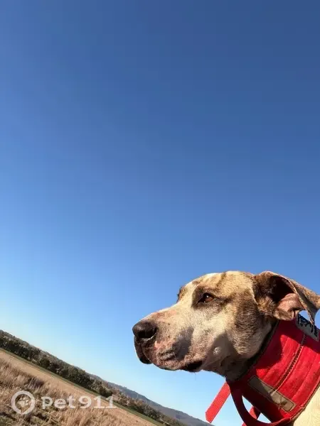 Lost dog, Turnback Road, Mid-Coast Council, Liverpool — male, bright pink collar - photo