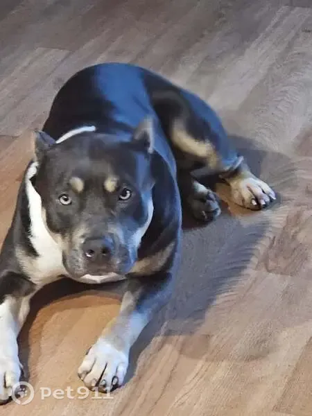 Lost dog, Nickey Street, 1012, Poplar Bluff - female XL bully - photo