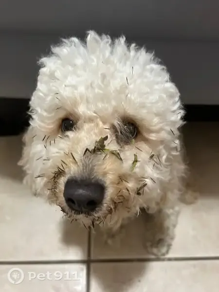 Lost dog, Arizona Street, Hollywood, Pembroke Pines - shy male with creamy white coat - photo