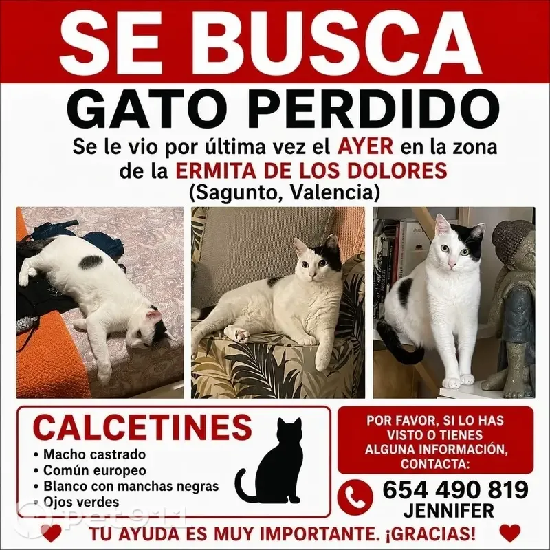 Perdido gato masculino, Carrer dels Dolors, 21, Sagunto - manchita negra en la nariz - photo