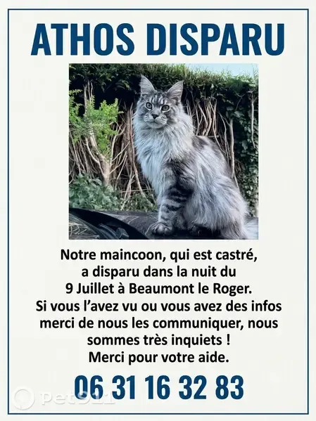 Chat perdu mâle, Chemin des Monts, 2, Beaumont-le-Roger - Maincoon castré gris tigré très sociable - photo