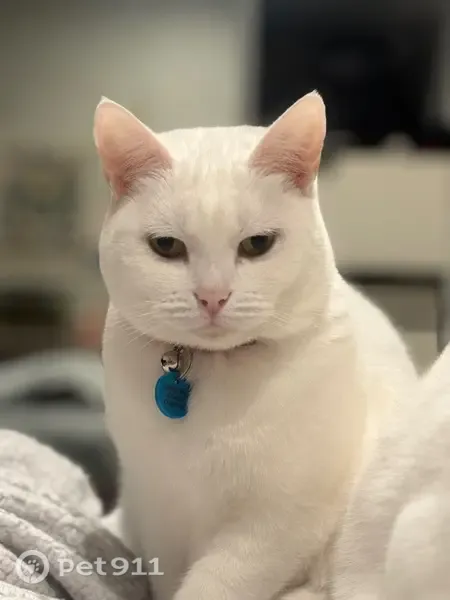 Lost cat, Laurel Street, 112, Brisbane - female, white coat, pink collar - photo