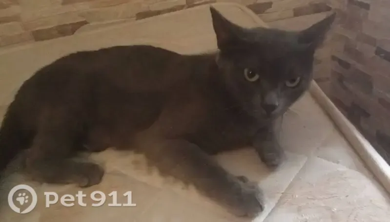 Perdido gato hembra, Calle Valladolid, 74, Algeciras — gris y muy cariñosa - photo