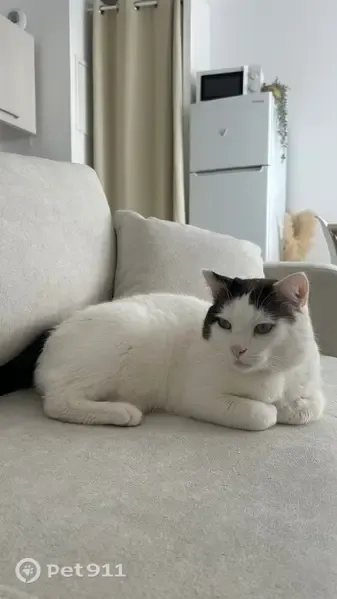 Chat perdu mâle, Rue Vieille Levée, 59, Orléans - yeux bleus, pucé - photo