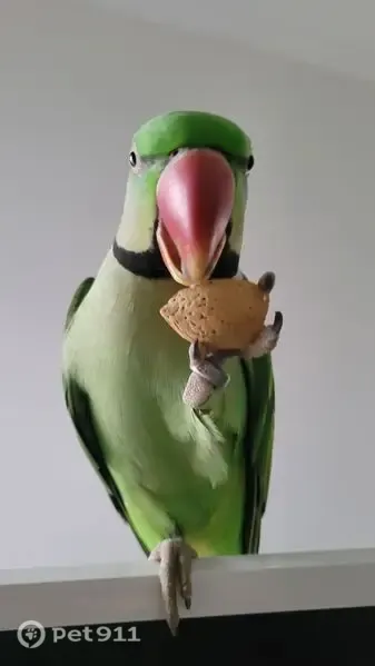 Lost Bird, Dillies Lane, Tahmoor - male, bright green Alexandrine parrot - photo