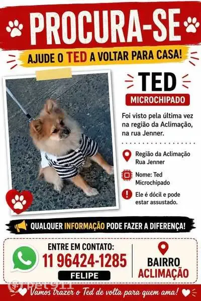 Perdido cachorro macho, Rua Pires da Mota, São Paulo - filhote laranja com peitoral verde - photo