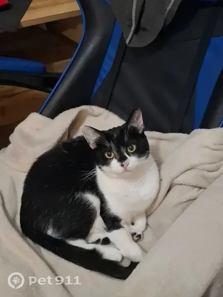 Lost cat, Belmont Road, 73, Fleetwood - female, shy but friendly - photo