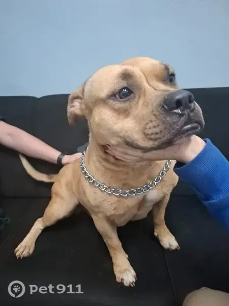 Encontrado cachorro fêmea em Ipiranga, São Paulo - SP, Brasil — american bully bege, peitinhos inchados e possível leite - photo