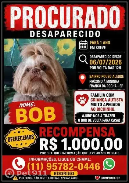 Perdido cachorro macho, Rua Caçapava, 145 - Shitzu marrom e muito dócil - photo