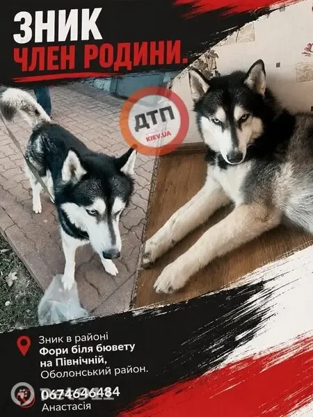 Зникла собака, Північна вулиця, 46, Осещина, Київ — хаскі, може бути трохи агресивний - photo