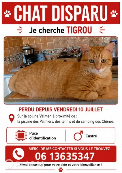Chat perdu mâle, La Colline Valmer, La Croix-Valmer, Colmar — roux, pucé et castré - photo
