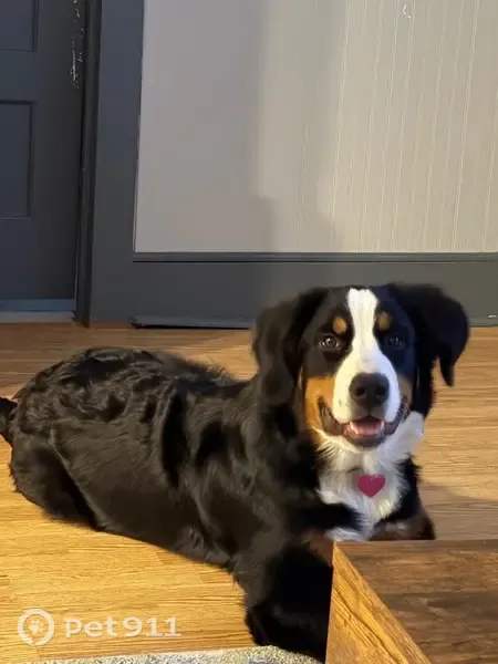 Lost dog, Brentwood Street, 212, Stephenville - female, blue collar, pink heart tag - photo