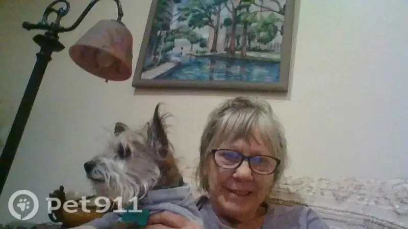 Lost dog, East Inwood Forest Drive, 257, Wimberley - male terrier with a lion-like mane - photo
