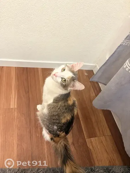 Found cat, West Van Buren Street, 16965, Goodyear - female, dilute calico, green eyes - photo