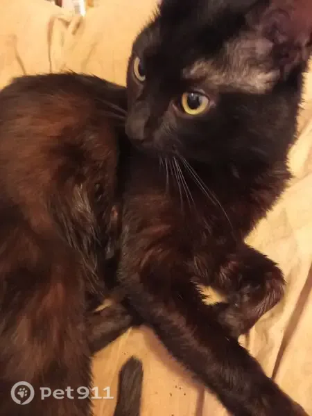 Chat perdu mâle, Rue de Couere, 5, Châteaubriant - noir, canine droite cassée - photo