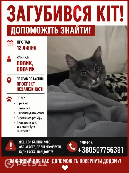 Зникла кішка, проспект Незалежності, 58-А, Чернівці — дуже ласкава, йде до ручок - photo