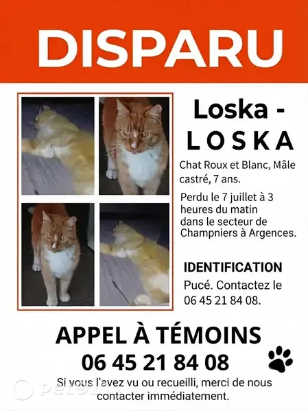 Perdu chat femelle, Champniers, Paris - roux, craintif - photo