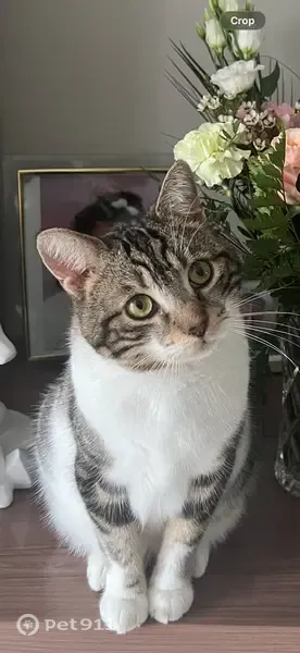 Chat perdu mâle, Rue du Village, 6, Candé - tigré gris et brun - photo