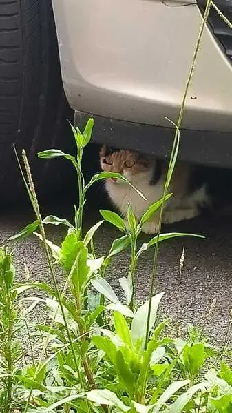 Encontrado gato hembra, Calle Gerona, 3, Santander, Pamplona - gata joven de tres colores - photo