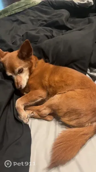 Lost dog, Boulevard, 211, Monroe, Panama City — female, brown, small - photo