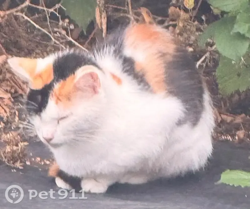 Found cat, female, MacDonald Avenue, 21, Farnworth - very timid - photo