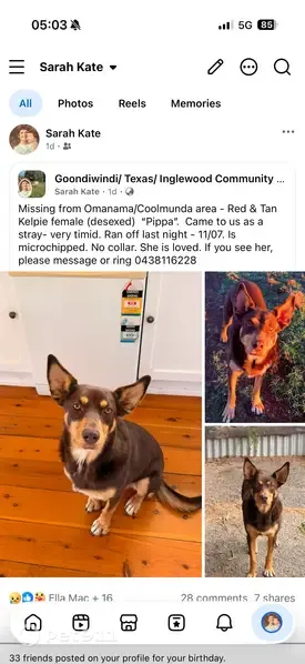 Lost dog, Goondiwindi, Queensland, Southern Downs — female, timid, no collar - photo