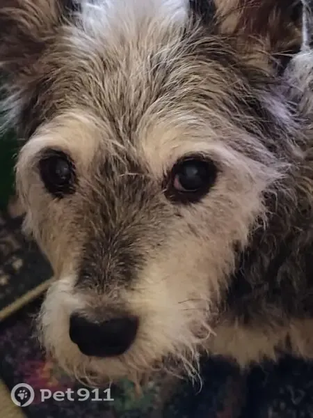 Lost dog, Butters Street, 44, Latrobe, Morwell - female, scruffy, flea collar - photo