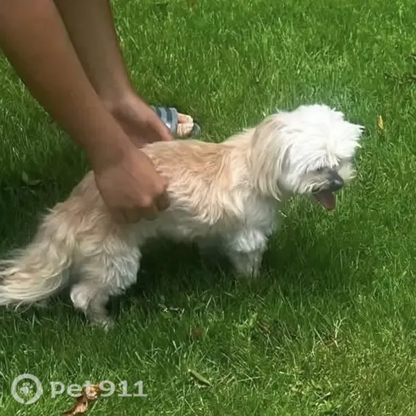 Lost dog, Germay Court, 41, Little Rock - female, small white, poor vision and hearing - photo