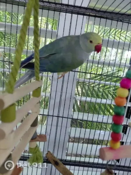 Lost bird Female, Sandstone Point (al496830) - photo