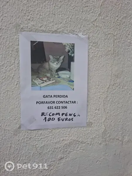 Perdido gato, Carrer de Floridablanca, l'Hospitalet de Llobregat, Esplugues de Llobregat - atigrado, de pelo largo y muy cariñoso - photo