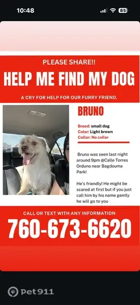 Lost dog, 52nd Avenue, 84743, Coachella - male, very friendly - photo