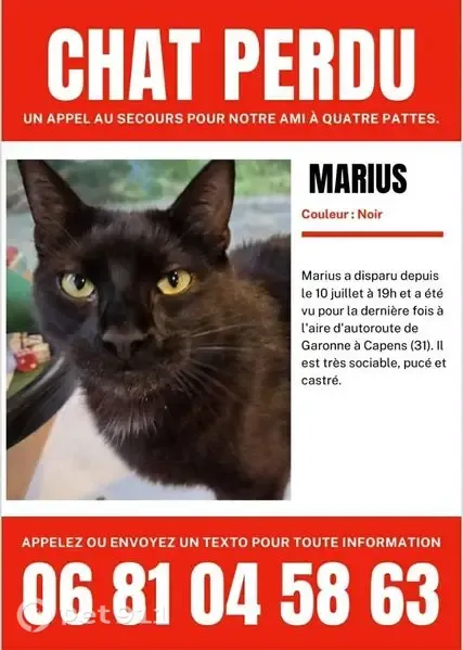 Chat perdu mâle, aire d’autoroute de Garonne, Longages - pucé et castré - photo